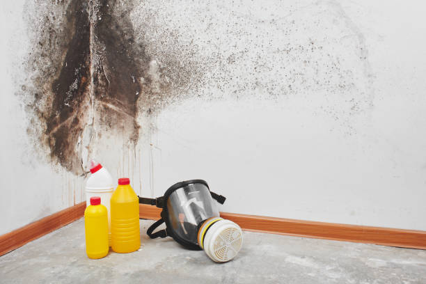 Best Emergency Mold Removal  in Providence, RI