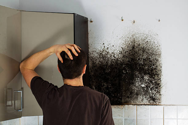 Best Mold Cleaning Services  in Providence, RI